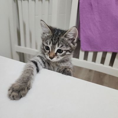 Кошечка в добрые руки