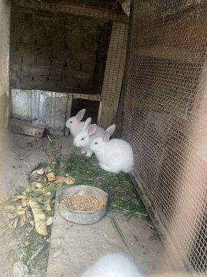 Quyonlar sotiladi