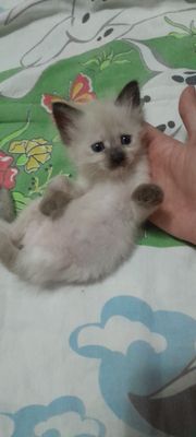Котёнок девочка и мальчик