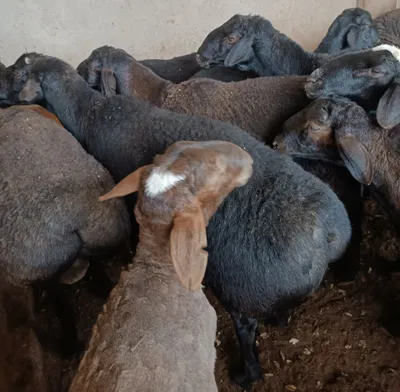 Кассоб-Qassob service hizmati