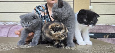 Красивые котята 2 месяца