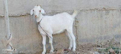 эчки сотилади сут беради