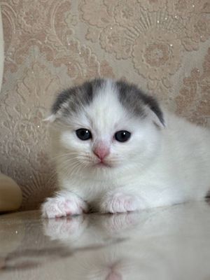 Продается скоттиш фолд