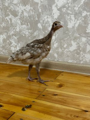 курка жужалари 2 ой