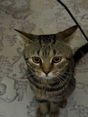 Mushuk bengal ogil bola