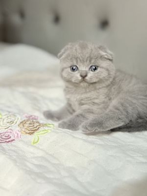 Породали фолд киз бола чистокровный фолд 1 месяц девочка