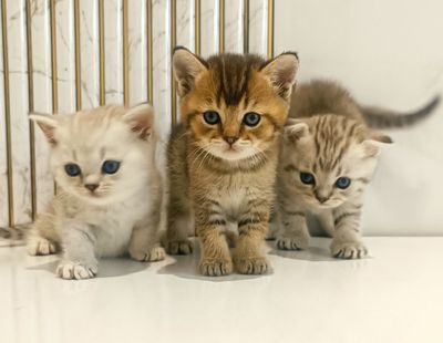 Шотландские котята шиншиллы