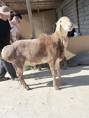 Qirg’iziston qozi qochqorlari toza zot