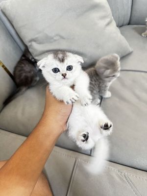 Серебристая шиншила и скоттиш фолд