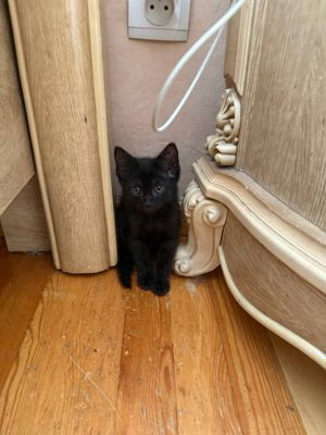 Отдам в добрые руки котята