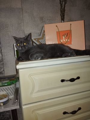 Продается котёнок девочка страйт