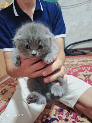 Продаются Шотландские котята