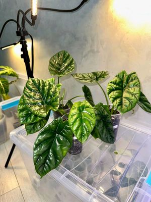 Alocasia sinuata