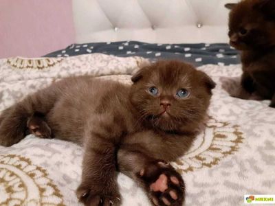 Скотиш фолд шоколад skottish fold choko Narxi bulishi beztrorga