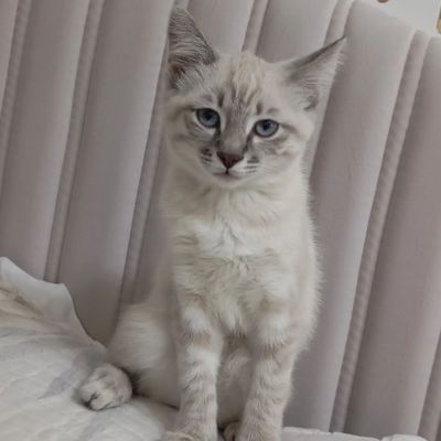 Ауру жок оиншл паспорт алн баган