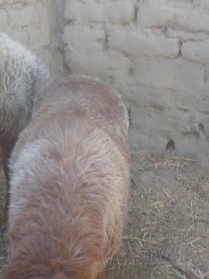 Tezlik bilan sotiladi baqilgan qõy tagalar satiladi