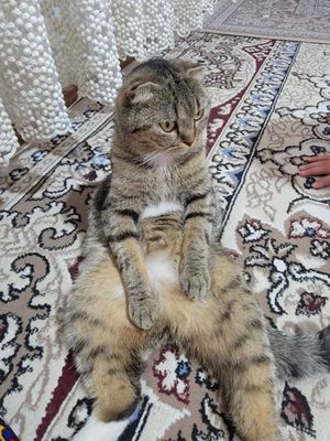 Отдам кошка в заботливые руки бесплатно