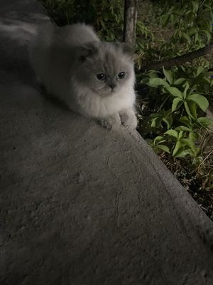 Продам кошку, порода Шотландская вислоухая кошка