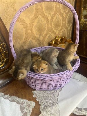 Скотиш фолд/страйт