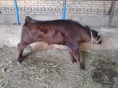 Ona bola sigir sotiladi