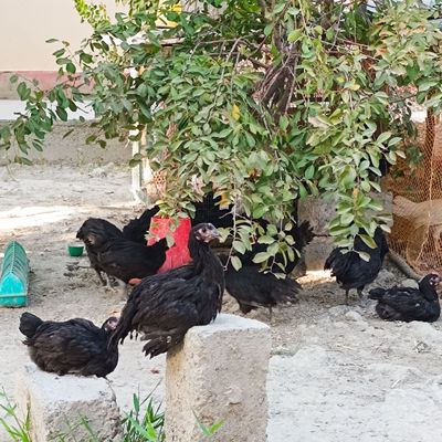 Gigant Qora shagʻzoda tovuq joʻjalari sotiladi