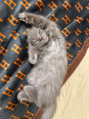 Skotish Fold Longhair мальчик