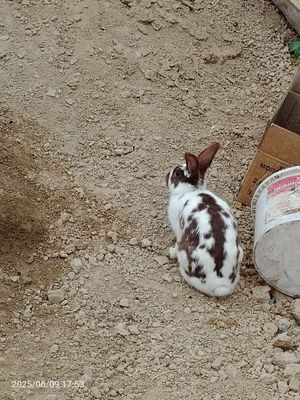 Uyda boqilgan quyonlar Sotiladi Kelishimiz