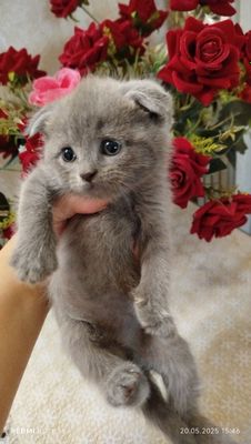 Продается чистокровные котята. 2 мес. Цена договорная