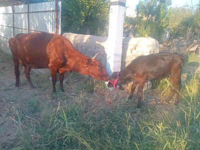 Ona Bola sigir sotiladi bolasi G'unojincha 2 - qorin 10 litr sutga ga