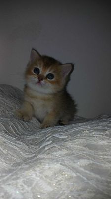 продается котята, мушукчалар сотилади