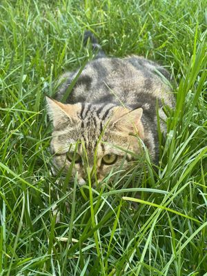 Скоттиш страйт тигровый окрас.