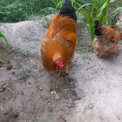 Xuroz toza brama