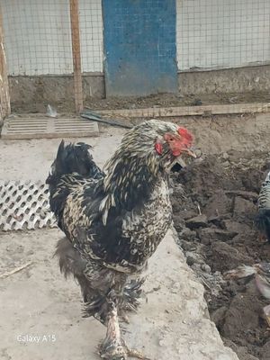 Хуроз сотилади бошка хуроз билан келишган холда алмаштираман.