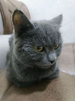 British Shorthair sotiladi 7 oylik