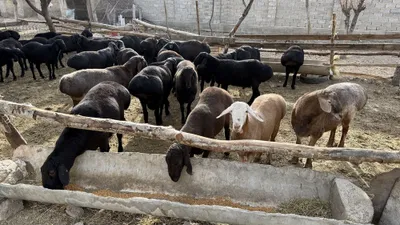 Qoʻzi qoʻchqorlar bor. 5 mlndan 5,5 mlngacha.