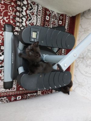 отдам котенка - девочку в добрые руки