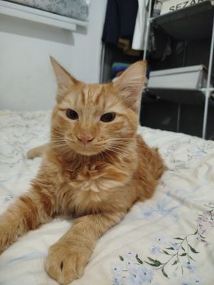 Кошка домашний 1