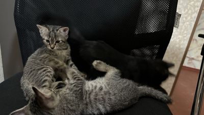 «Бесплатные объятия с хвостиком»
