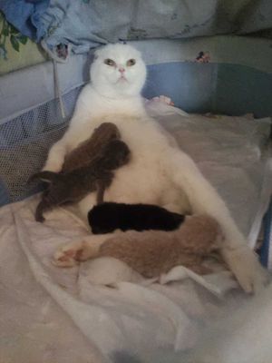 Продается шикарный котенок манчкин, мальчик