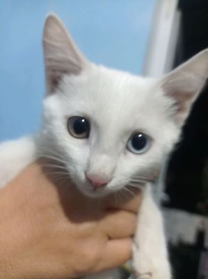 ikki hil koʻzli gibrid oq mushuk
