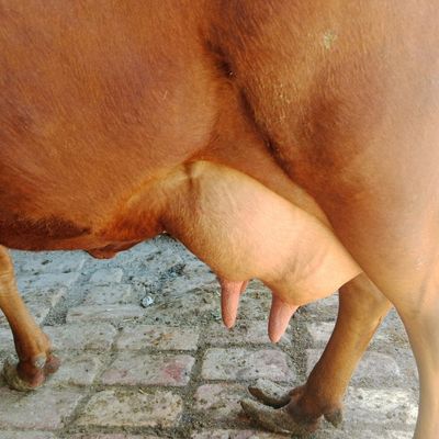 Ona bola sigir sotiladi yeb ichishi zoʻr parodali