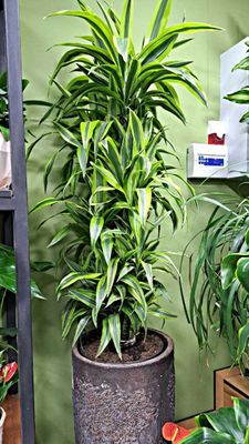 [DRACAENA] Лимон Лайм от Бахор Гуллари!