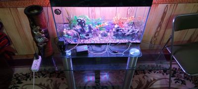 akvarium hamma narsasi bilan 100l