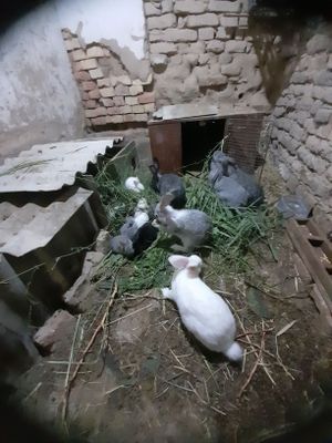 Кролики 1 месяц и 5 месяцев