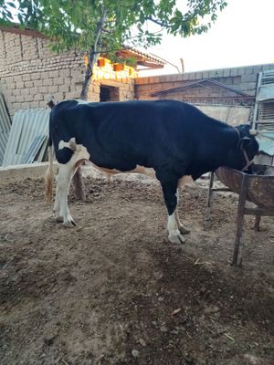 Mol (buqa) sotiladi