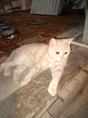 bengal, amerikansky skotch, shinshila