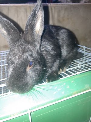 Ikkita qizbola Quyon Karliy.