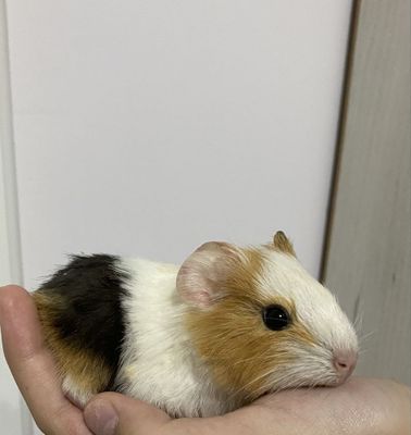 Морские свинки