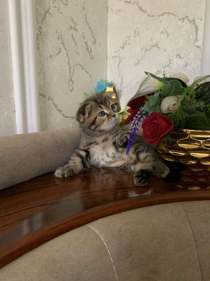 продаётся котята породистые skotish fold