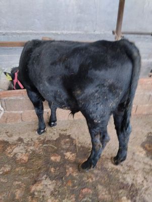Toza Aberdeen Angus buqa sotiladi